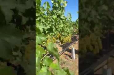 Discover the 2025 Candia Cellars Sauvignon Blanc from Chalk Hill