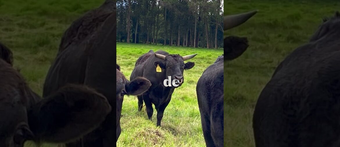 KOBE VS. WAGYU: ¿POR QUÉ UNO CUESTA EL DOBLE QUE EL OTRO? 🥩🇯🇵