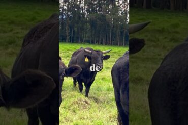 KOBE VS. WAGYU: ¿POR QUÉ UNO CUESTA EL DOBLE QUE EL OTRO? 🥩🇯🇵