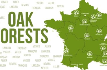 130. Special Episode: France’s Prestigious Oak Forests