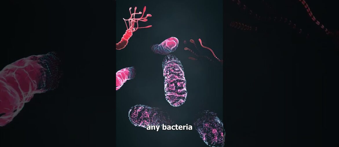 How Escargot Is Made 😮