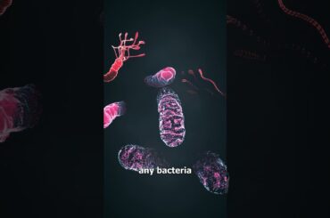 How Escargot Is Made 😮