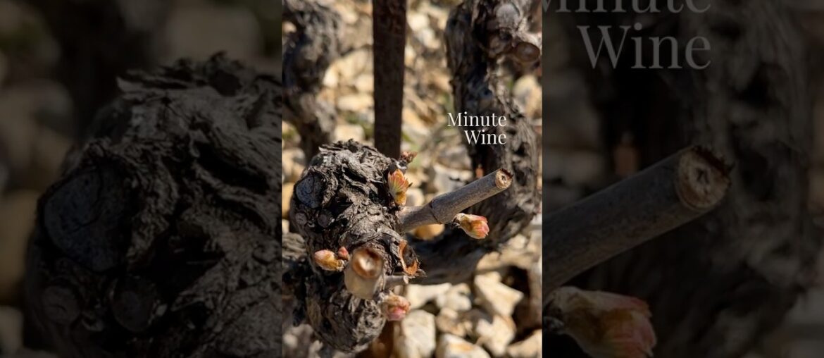 Where Wine Begins — Bud Break in Provence