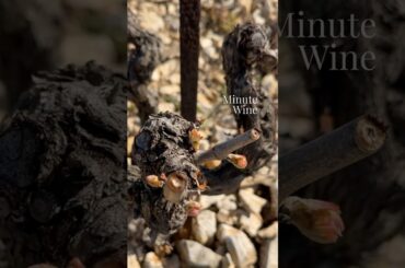 Where Wine Begins — Bud Break in Provence