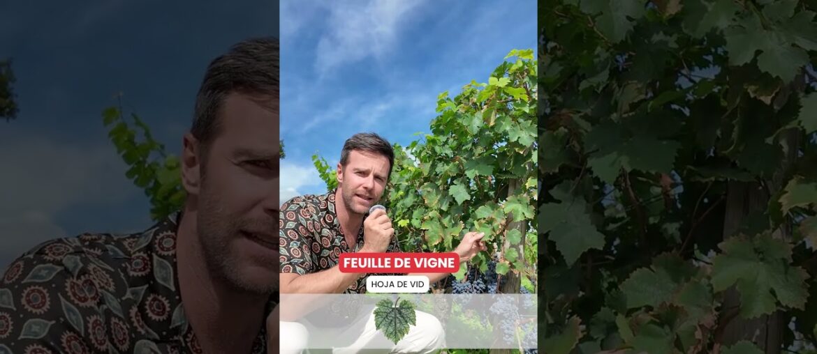 Francés del mundo del vino | vocabulario de viñedo que debes conocer 🍷