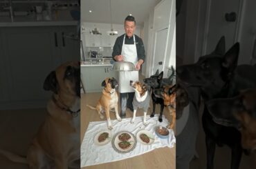 Giving gourmet steaks to my five dogs #puppy