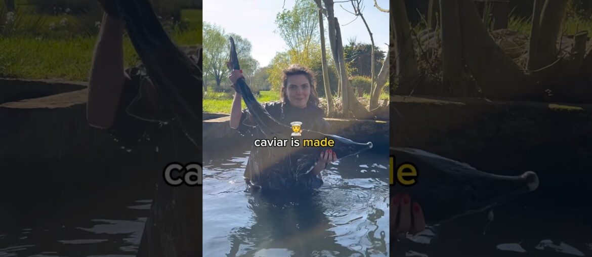 This is no ordinary caviar…