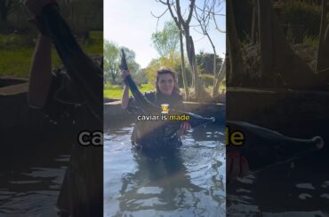 This is no ordinary caviar…