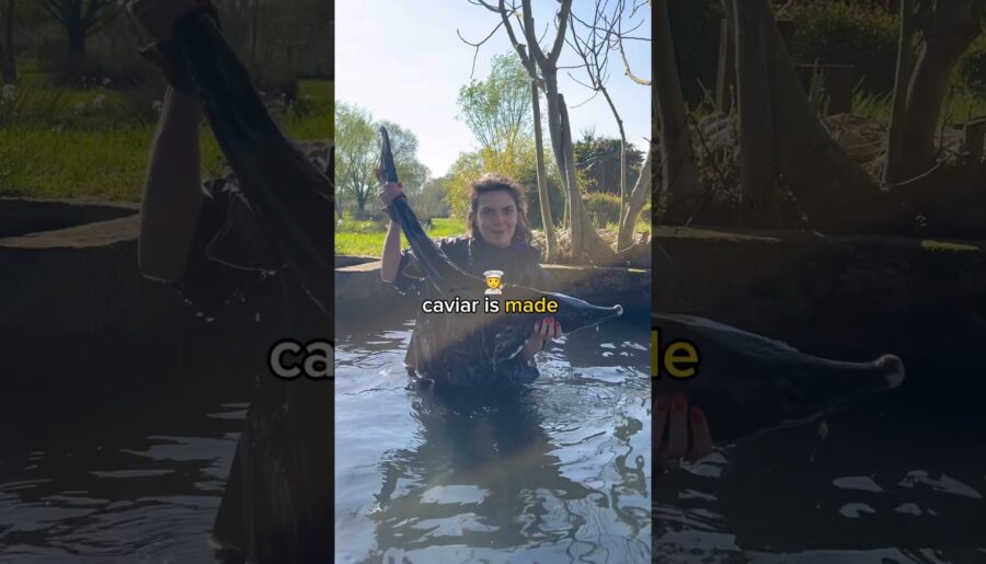 This is no ordinary caviar…