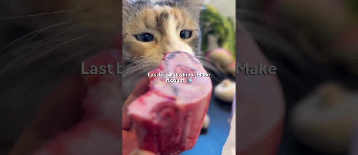 French Beef Stew — Slow Cooked All Day | No Carrots, Fake bourguignon