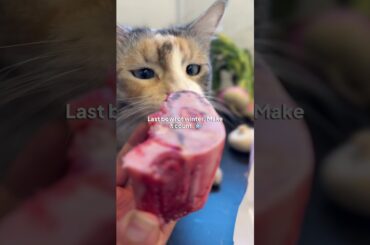 French Beef Stew — Slow Cooked All Day | No Carrots, Fake bourguignon