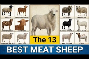 The 13 BEST Meat Sheep Breeds for Low Maintenance & High Profit