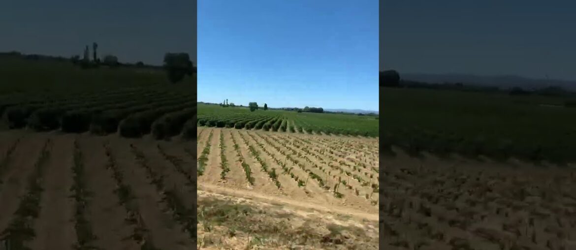Scenic Train Ride Languedoc France Wine Country 🇫🇷 #vineyards #southoffrance #traintravel #france Scenic Train Ride Languedoc France Wine Country 🇫🇷 #vineyards #southoffrance #traintravel #france