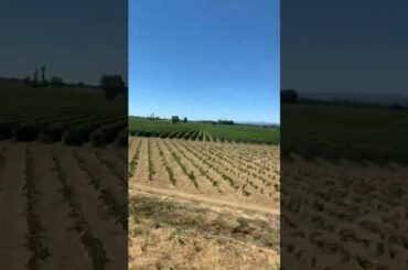 Scenic Train Ride Languedoc France Wine Country 🇫🇷 #vineyards  #southoffrance #traintravel #france