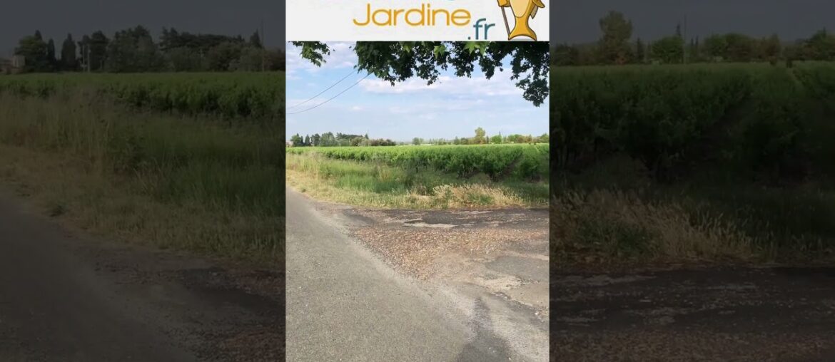 Plaine viticole Plaine viticole