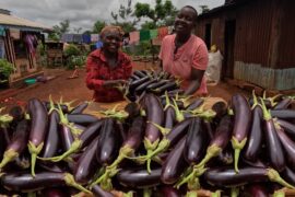 Easy stir-fried eggplant 🍆🍆 recipe+french beans rice 🍚 village life Africa 🌍