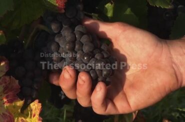 Modern Pinot Noir genetically identical to its medieval ancestor