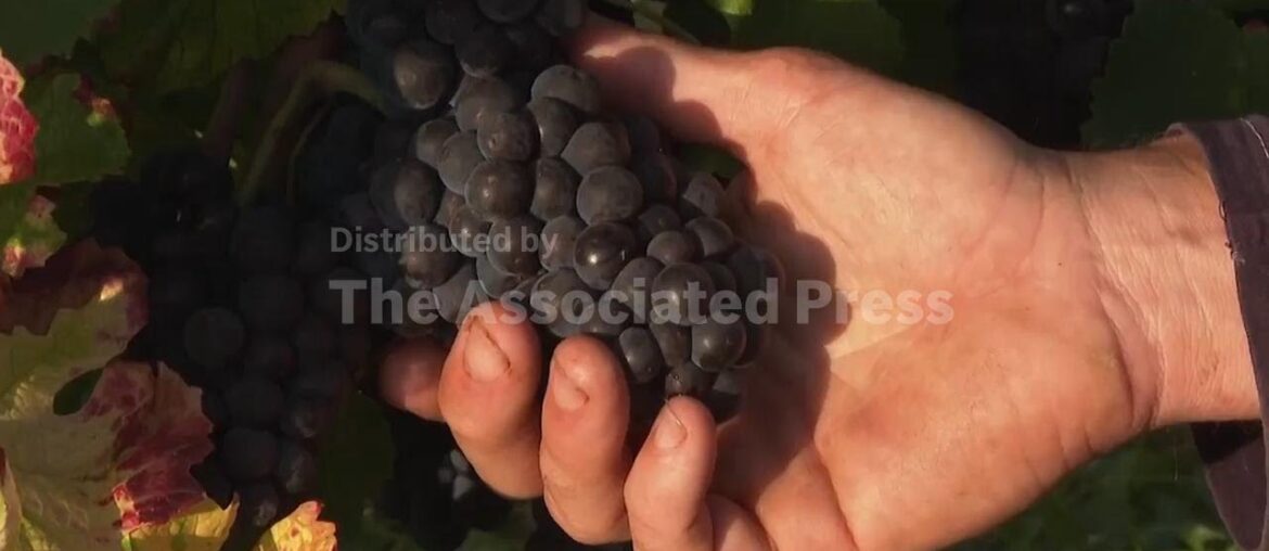 Modern Pinot Noir genetically identical to its medieval ancestor