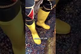 Le secret du vin français !😳