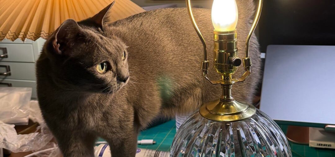 Cat has opinions on lamp shades, but I’m stumped. Got recommendations?