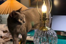 Cat has opinions on lamp shades, but I’m stumped. Got recommendations?