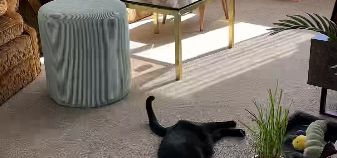 🛋️🌈 This room gives me my daily dose of dopamine + it’s my cat’s fave hangout spot! 🐈⬛🎀🧡🩵✨ 🛋️🌈 This room gives me my daily dose of dopamine + it’s my cat’s fave hangout spot! 🐈⬛🎀🧡🩵✨