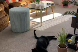 🛋️🌈 This room gives me my daily dose of dopamine + it’s my cat’s fave hangout spot! 🐈‍⬛🎀🧡🩵✨