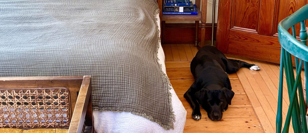 My dog is getting too old to jump up on the bed from the hardwood floor - I need a rug to go alongside my bed. What colors/styles would look good?