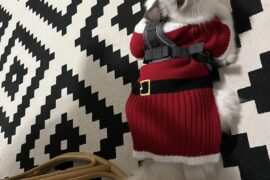 Help recognizing this rug