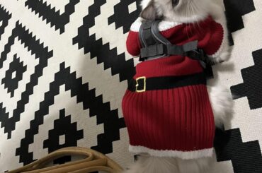 Help recognizing this rug