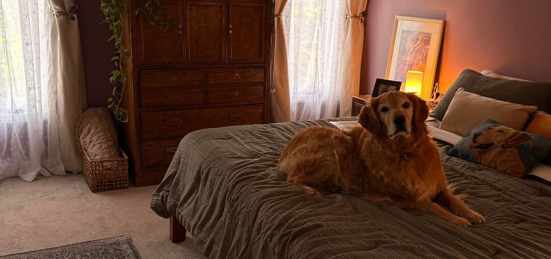 I think my dog likes the new bedroom - before pic is a jump scare