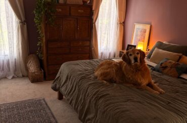 I think my dog likes the new bedroom - before pic is a jump scare