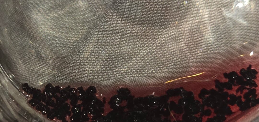 Strange sediment in wine, same brand twice, bugs?