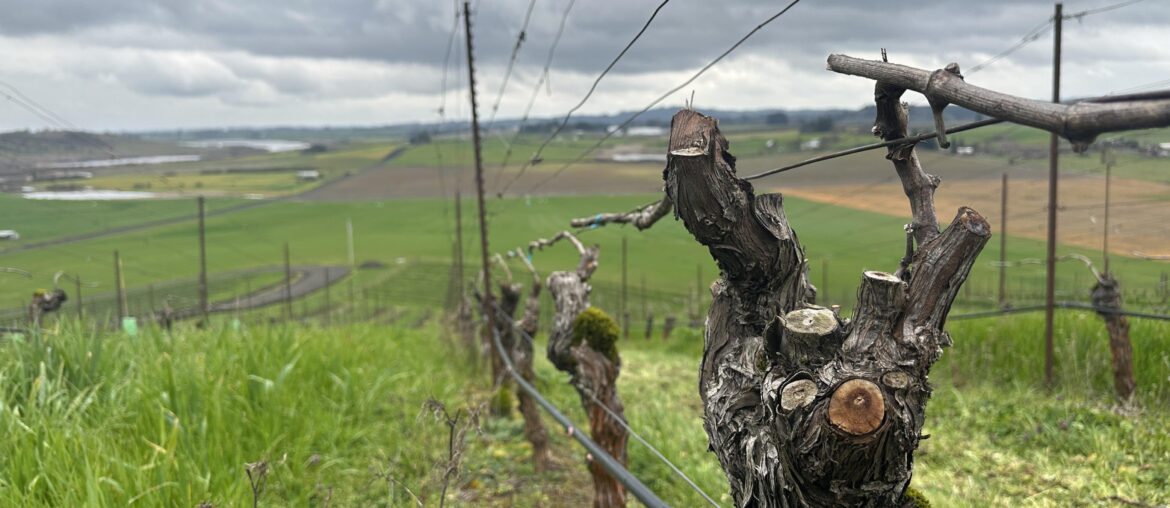 Gawd I love a gnarly vine