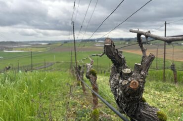 Gawd I love a gnarly vine