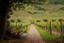 Tips for Champagne, Burgundy, Jura, Alsace, Mosel & Ahr