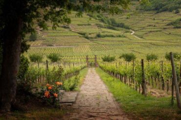 Tips for Champagne, Burgundy, Jura, Alsace, Mosel & Ahr