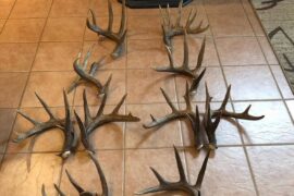 Canadian chocolate sheds which one would you pick?