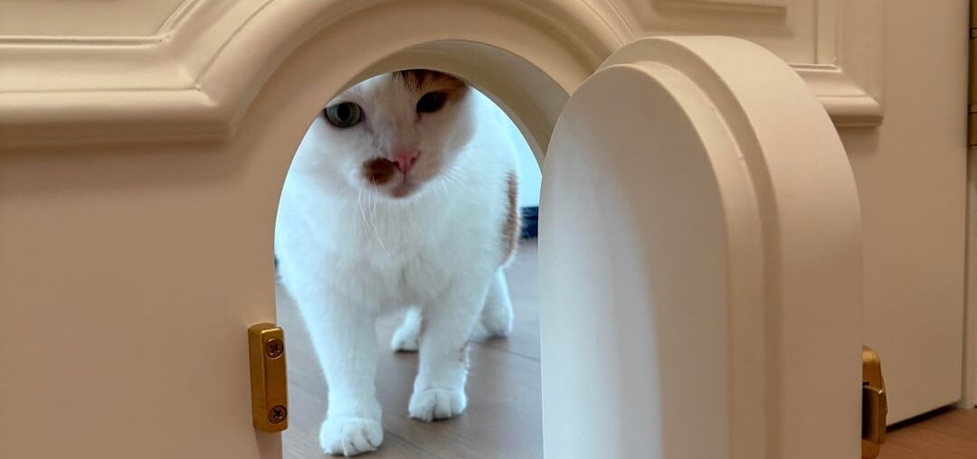 The door designed for cats