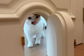 The door designed for cats