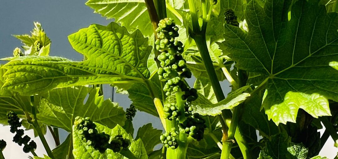 Some backyard pinots’ coming in 🍇🍷❤️