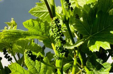 Some backyard pinots’ coming in 🍇🍷❤️