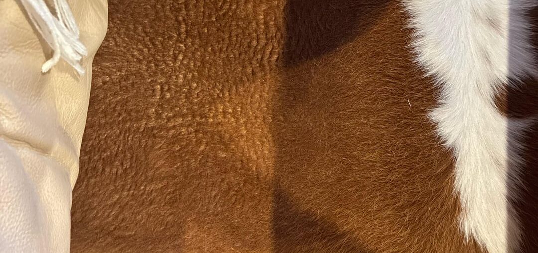 Wear on a cow skin rug?
