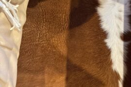 Wear on a cow skin rug?