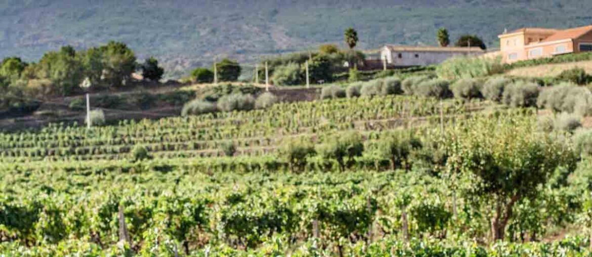 Etna/Sicily wine tour recommendations?