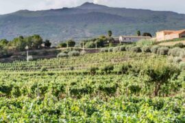 Etna/Sicily wine tour recommendations?