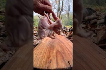 Cheesy Mushroom Quail 😳🔥 | Gourmet Delight #shorts