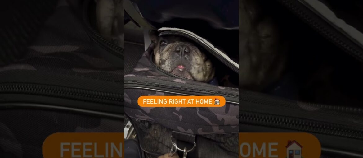 ALTITUDE MAKES IN-FLIGHT TREATS GOURMET 😌✈️ #FRENCHIESOFYOUTUBE