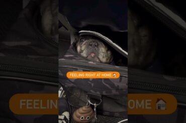 ALTITUDE MAKES IN-FLIGHT TREATS GOURMET 😌✈️ #FRENCHIESOFYOUTUBE