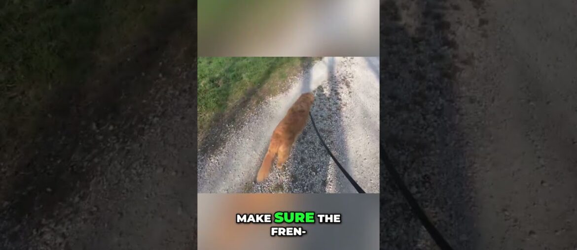 French Food Shopping: Finding Videos on YouTube #shorts